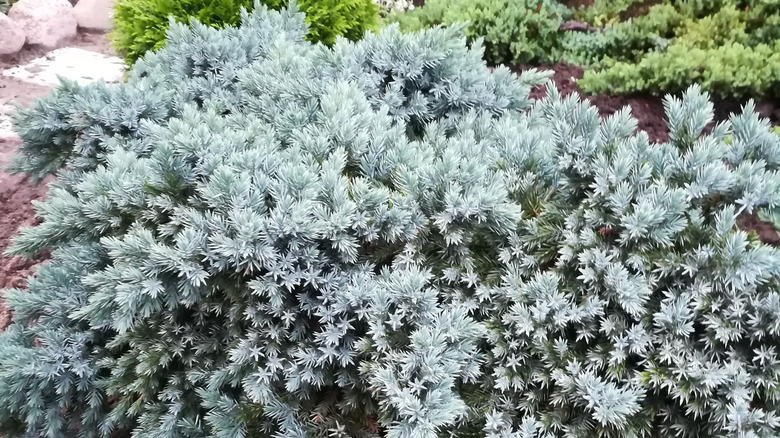 blue star juniper in landscape