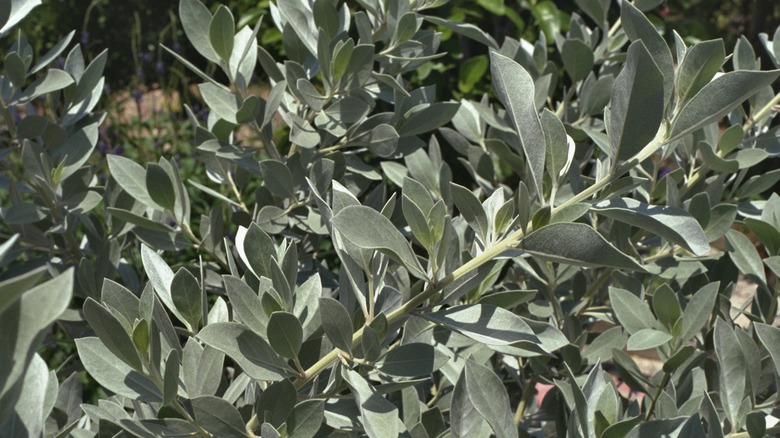 silver buttonwood ileaves up close