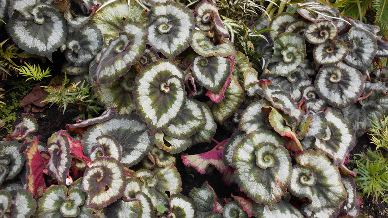 begonia rex escargot spiral foliage