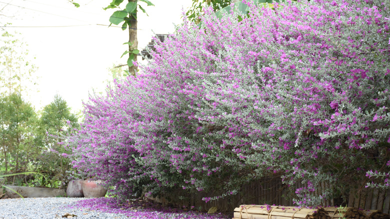 Texas sage shrub in bloom