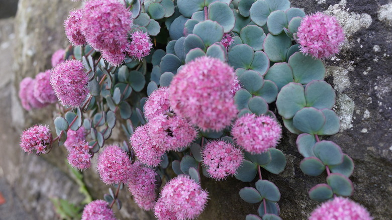 sedum sieboldii with pink flowers