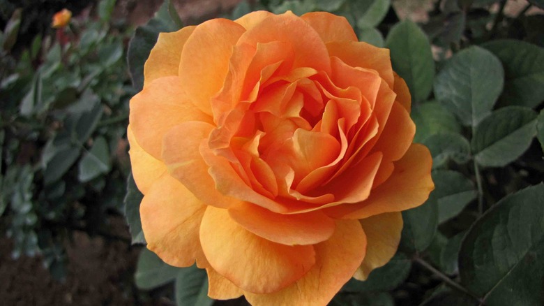 large orange rose