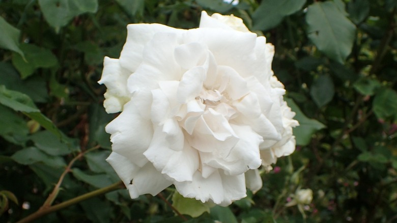 large rose outside