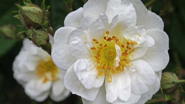 roses growing together