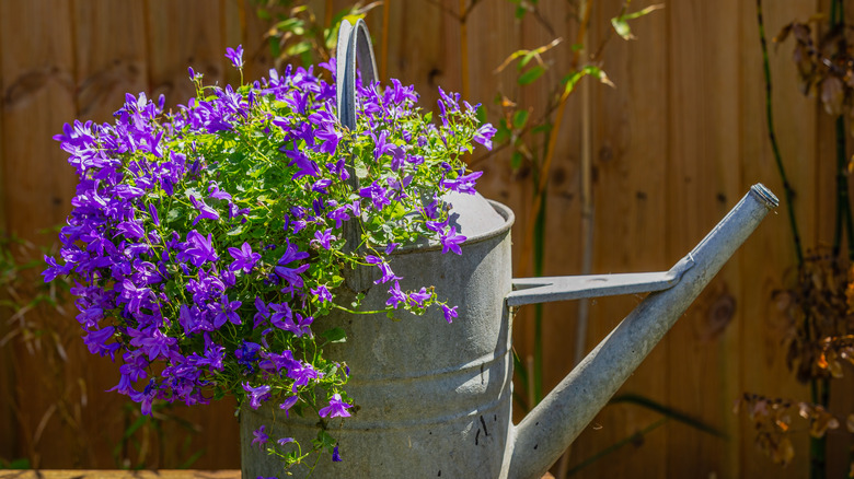 watering can as an outdoor planter