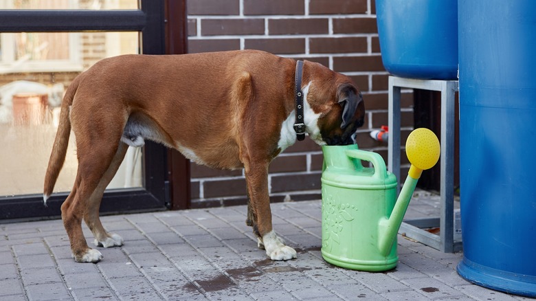 dog drinking from watering can
