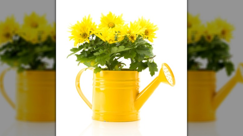 flowers in an old watering can