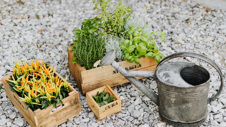 herbs and watering can