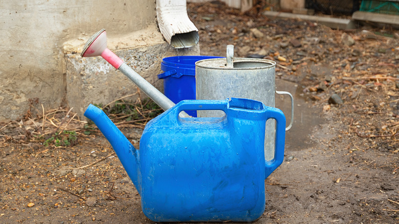 collect water from downspout with watering can