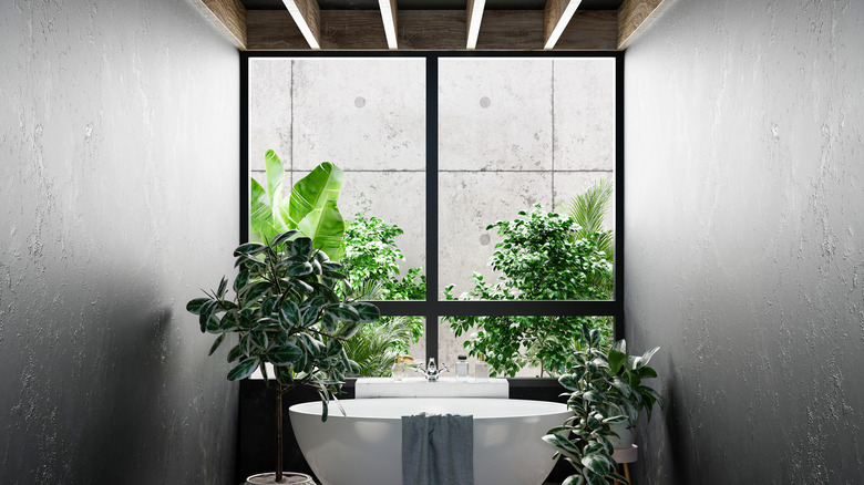 Plants in dark bathroom