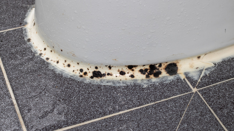 mold in bathroom near toilet