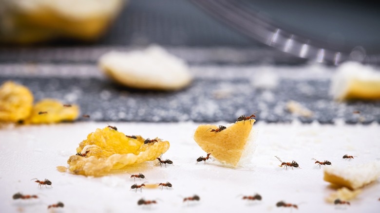 ants on food