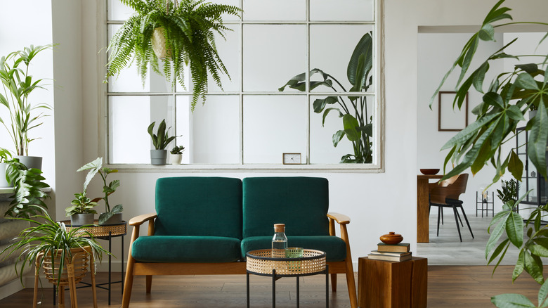 Velvet green sofa surrounding plants 