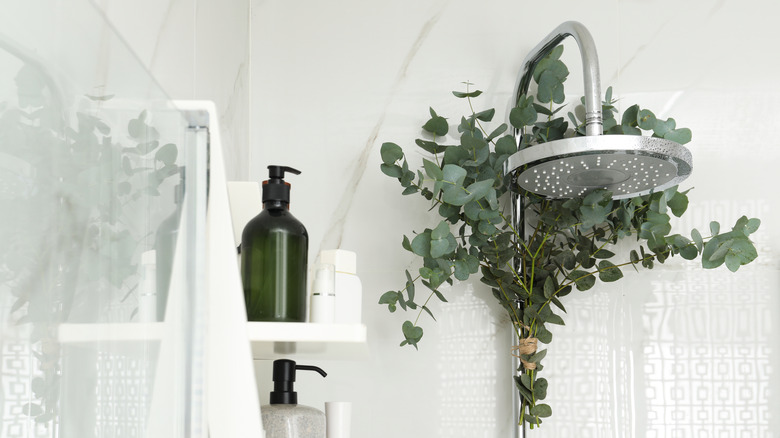 eucalyptus tied to shower