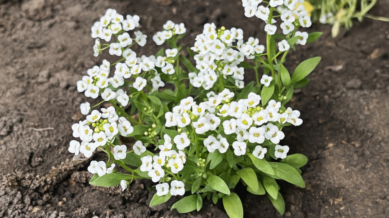 sweet alyssum with white flowers