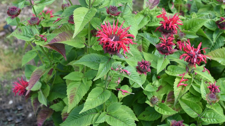 flowering bee balm