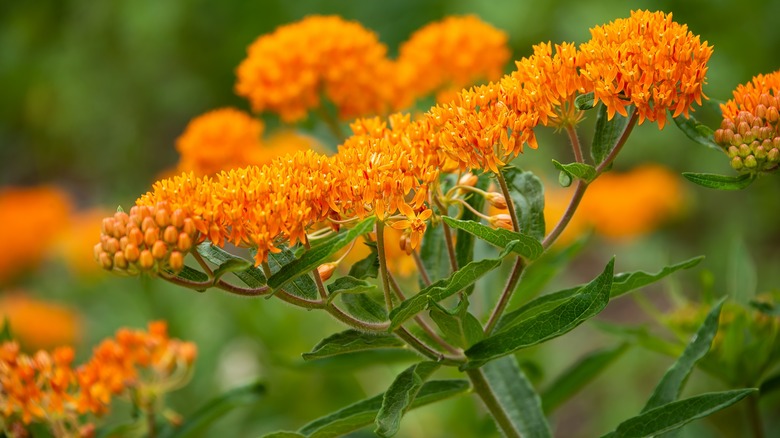  butterfly weed flowers