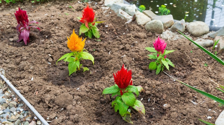 multi-colored celosia in garden