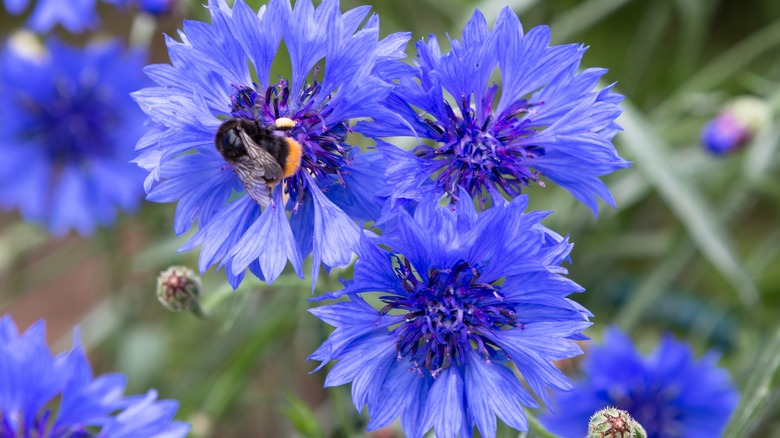 bee on cornflower bloom