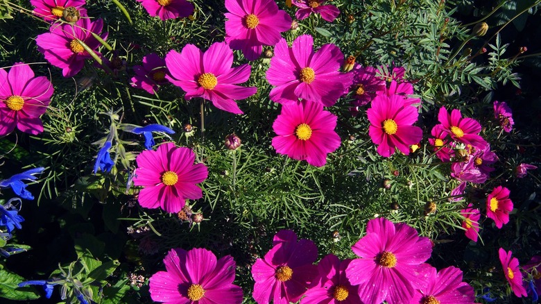 cosmos with pink flowers