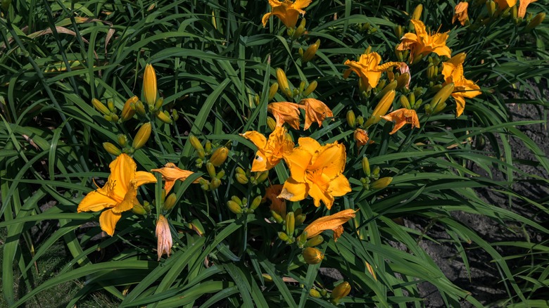 daylilies with yellow flowers