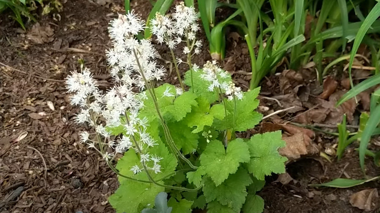 foam flower 