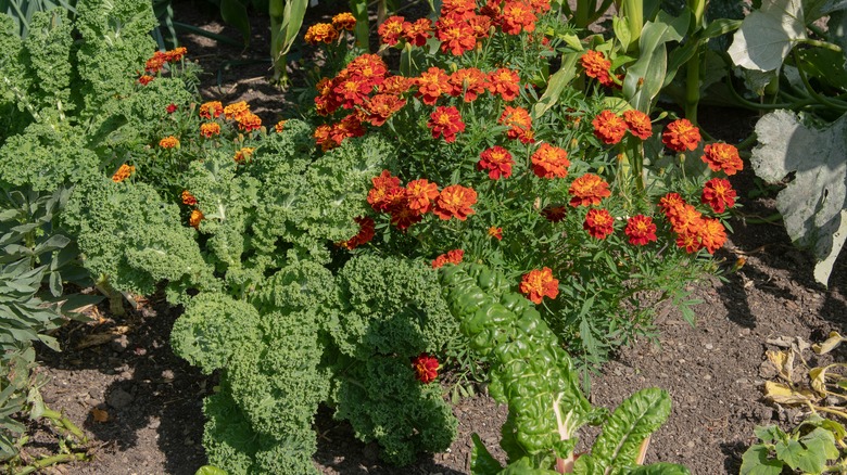 French marigold among spinach