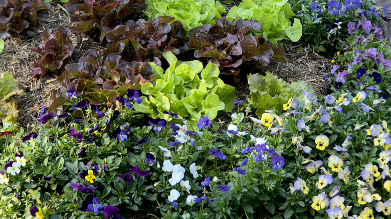 flowers bordering lettuce