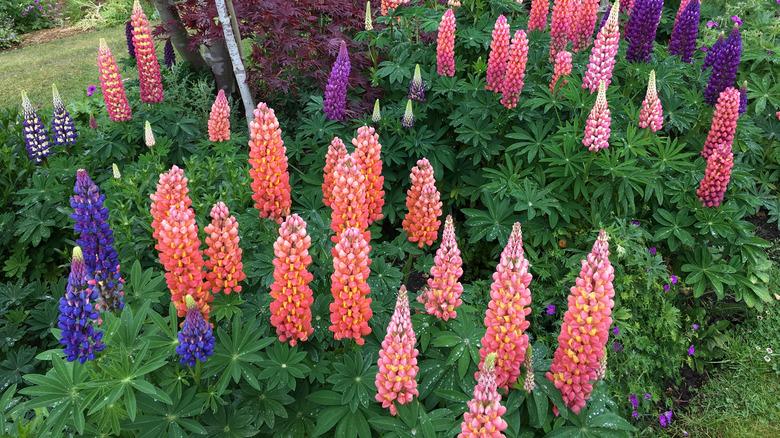 lupines with varying flower colors