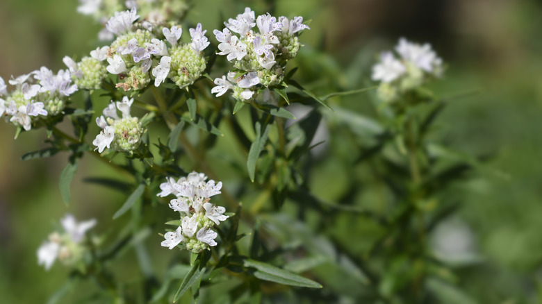 mountain mint flower