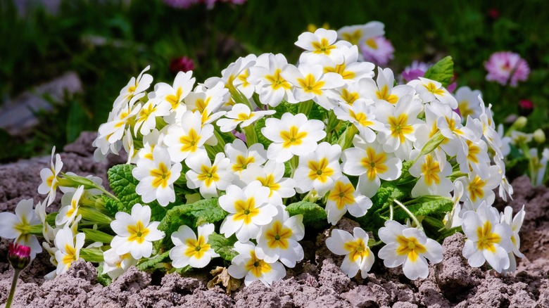 primrose with white flowers