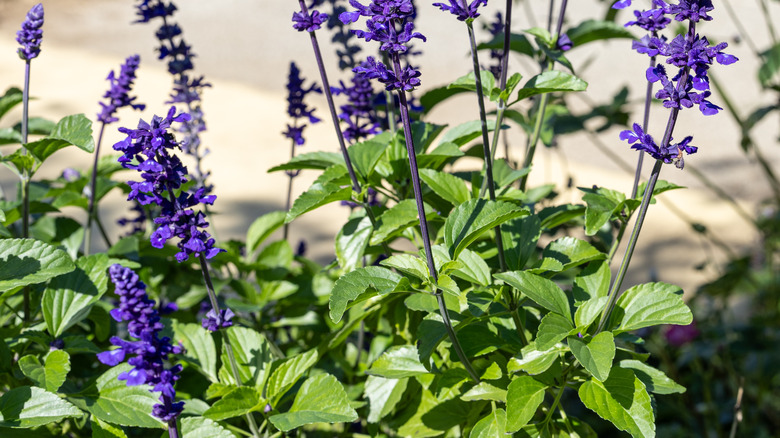 sage with blue flowers