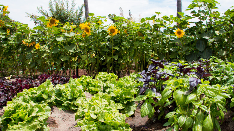 sunflower backdrop in vegetable garden