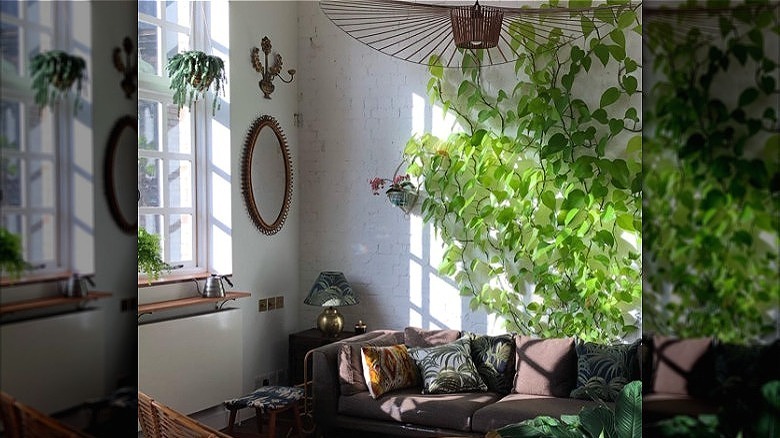 Living room with neon pothos