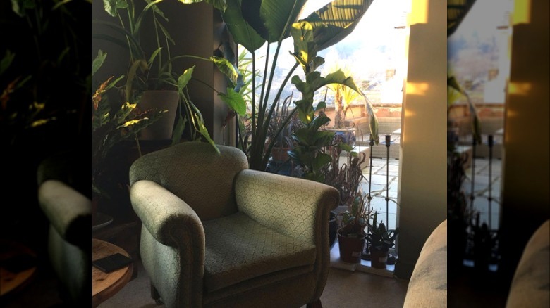 Green chair and houseplants