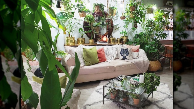 Living room with many plants