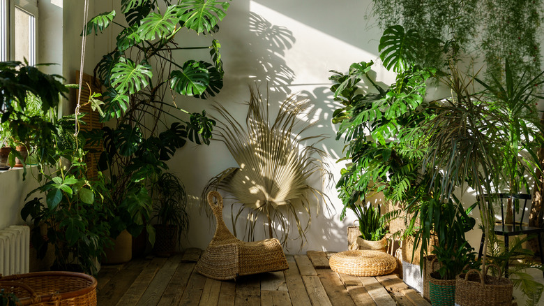 Living area with bamboo plants