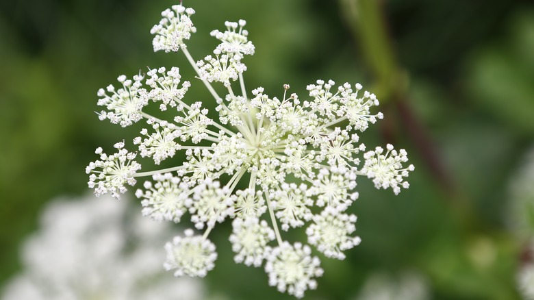 close-up of white angelica plant 