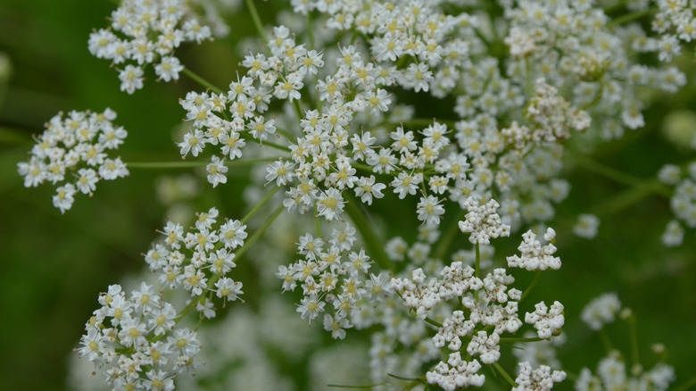 close-up of white caraway blooms