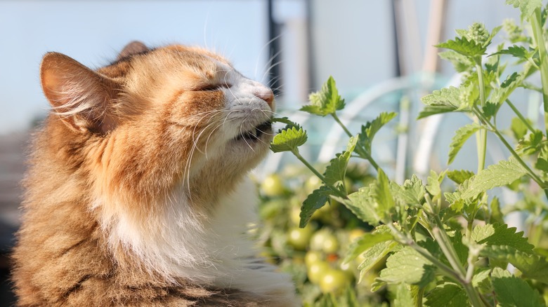 cat eating catnip plant