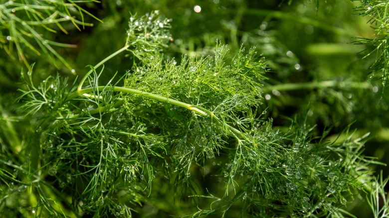 green dill plant