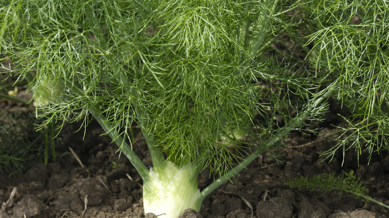 fennel growing in soil