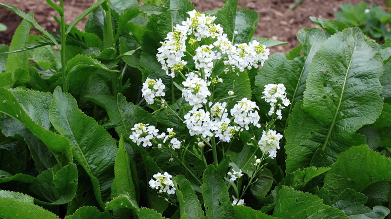 white horseradish flowers in garden