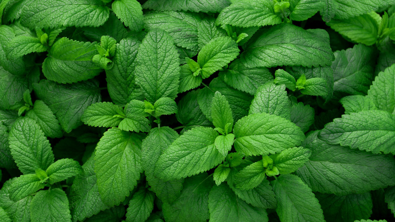 green mint plant