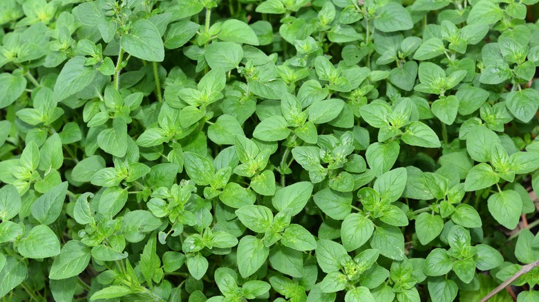 large patch of oregano leaves