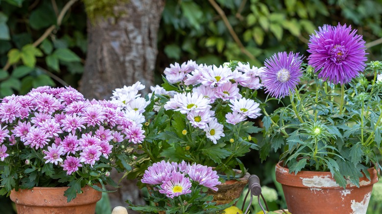 potted, flowering purple asters