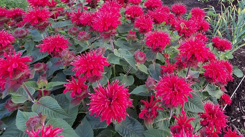 bee balm with red flowers