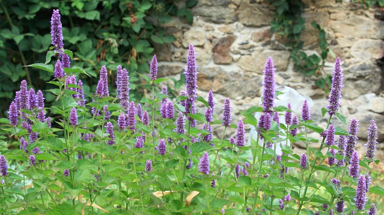 flaowering giant hyssop