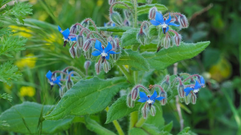 flowering borage blue flowers