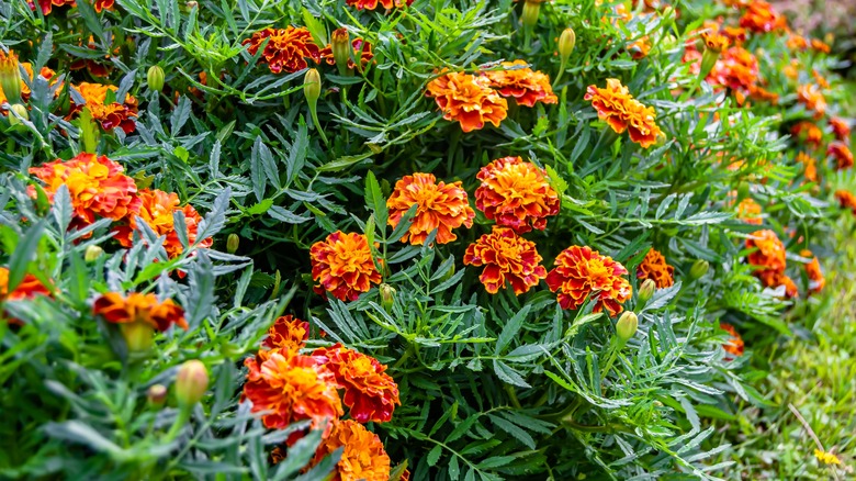 calendula with orange flowers